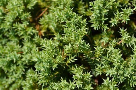 Juniperus Chinensis Procumbens Nana Dwarf Procumbens Juniper From