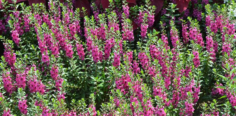 Add Color with Low-Maintenance Flowering Shrubs