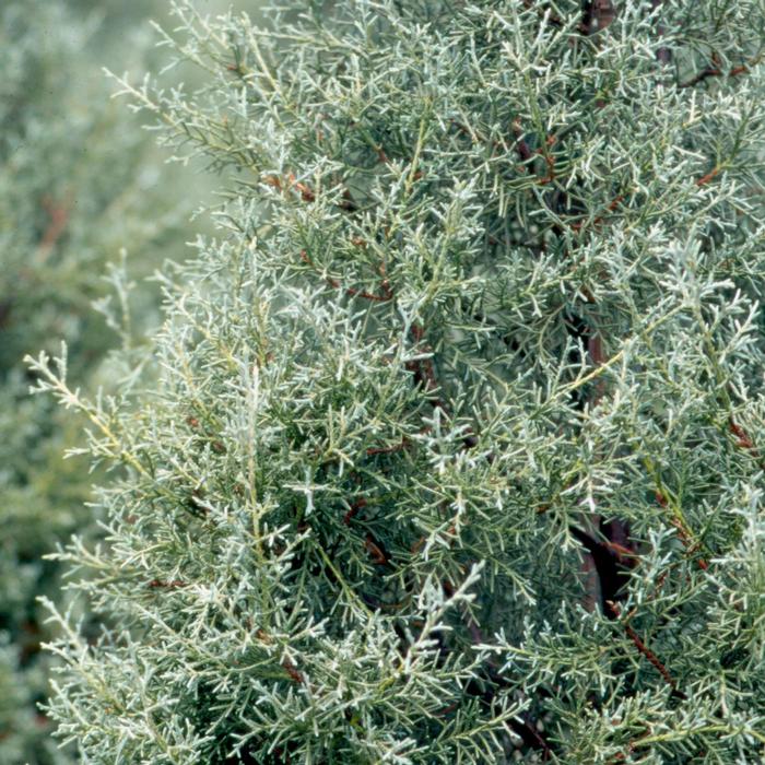 Cupressus arizonica Carolina Sapphire