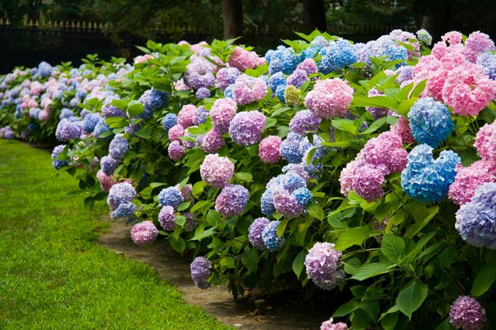 Hydrangea macrophylla Endless Summer&reg; The Original