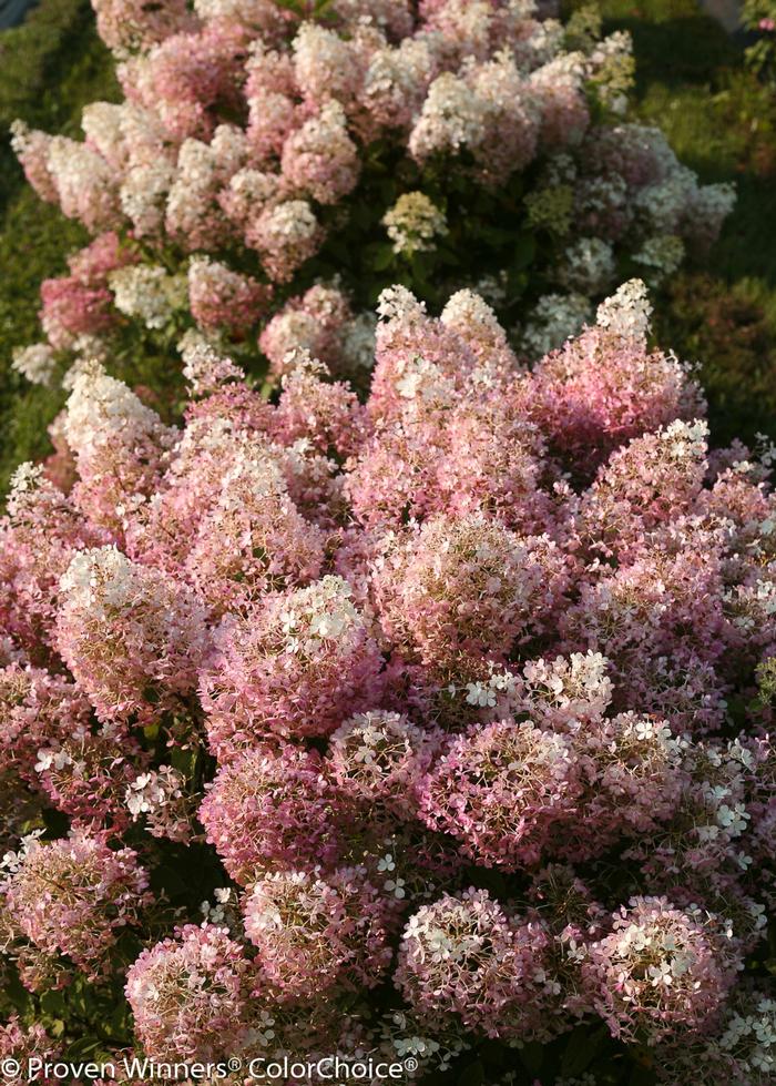 Hydrangea paniculata Bobo&reg;