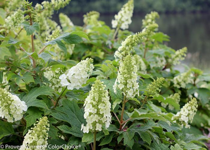 Hydrangea quercifolia Gatsby Gal&reg;
