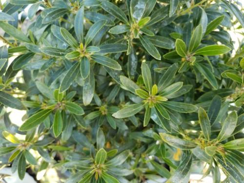 Ilex glabra 'Gem Box®' - Inkberry Holly from Gilmore Plants