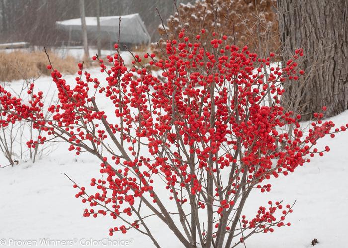 Ilex verticillata Berry Poppins&reg;