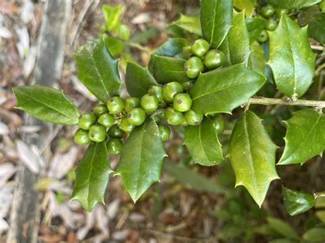 Ilex x aquipernyi 'Carolina Sentinel' - Holly from Gilmore Plants