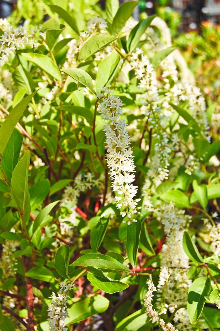 Itea virginica Henry's Garnet