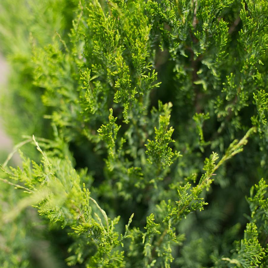 Juniperus chinensis 'Spartan' - Juniper from Gilmore Plants