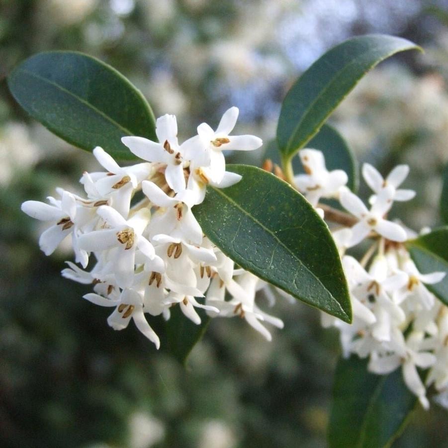 Osmanthus fragrans - Fragrant Tea Olive from Gilmore Plants