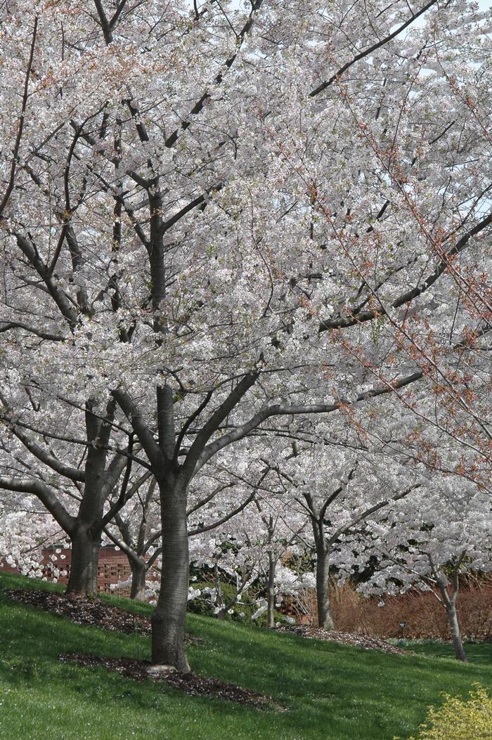Prunus x yedoensis 