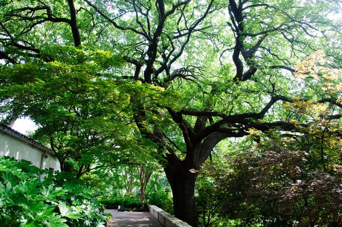 Quercus virginiana 