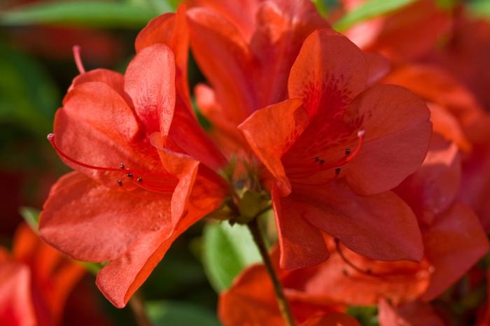 Rhododendron 'Conlen' Autumn Bravo&reg; Encore&reg; Azalea