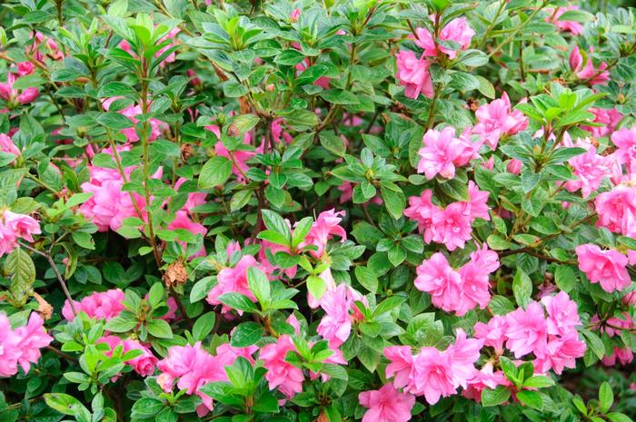 Rhododendron 'Roblec' Autumn Carnation&reg; Encore&reg; Azalea
