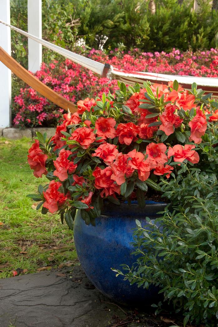 Rhododendron Encore&reg; Autumn Embers&trade;