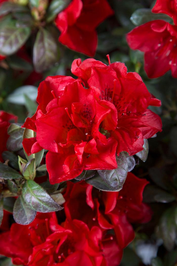 Rhododendron 'Roblez' PP28729 Autumn Fire&reg; Encore&reg; Azalea