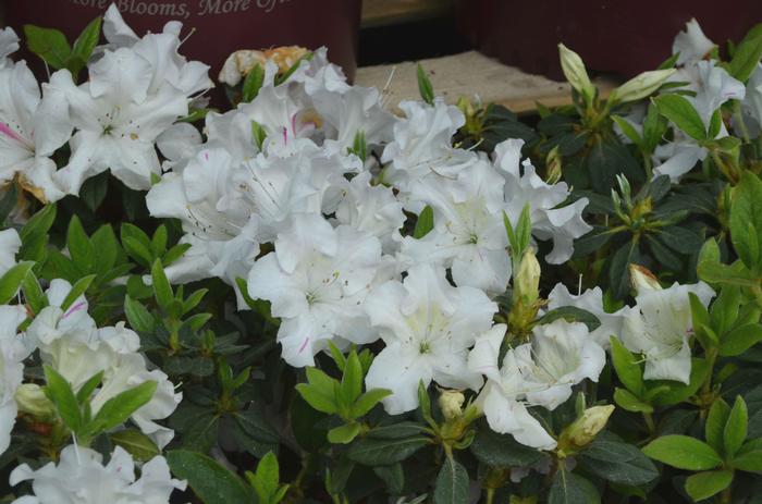 Rhododendron 'Roblex' PP25073 Autumn Lily&reg; Encore&reg; Azalea