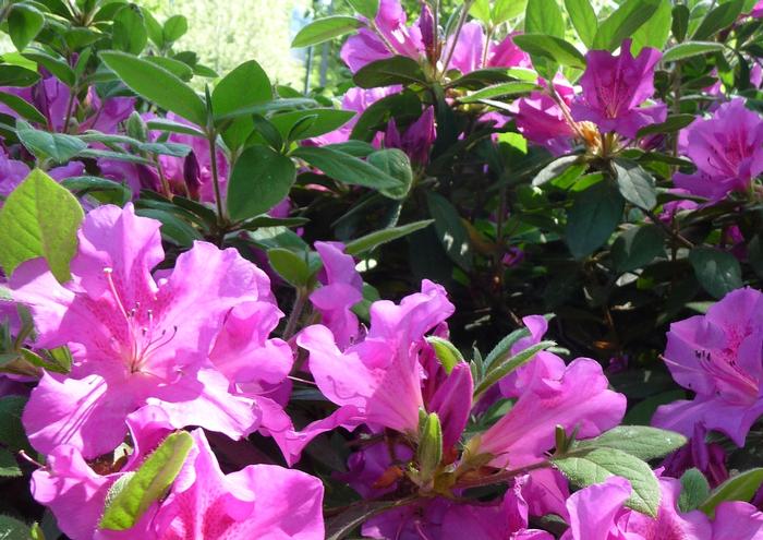 Rhododendron 'Conlec' Autumn Royalty&reg; Encore&reg; Azalea