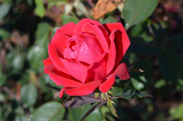Rosa 'Radtko' PP16202 Knock Out&reg; The Double Knock Out&reg; Rose