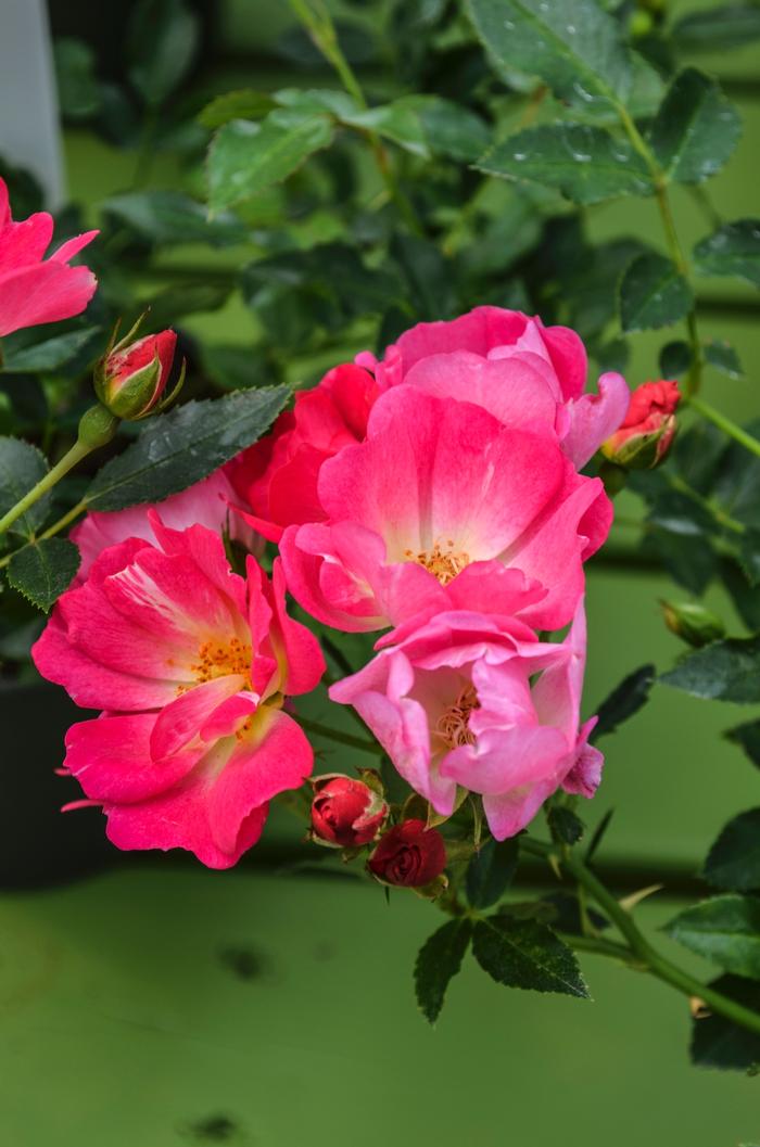 Rosa 'Meijocos' PP18874 Pink Drift&reg; Rose