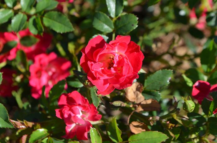 Rosa 'Meigalpio' PP17877 Red Drift&reg; Rose
