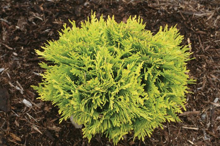 Thuja occidentalis Anna's Magic Ball&reg;