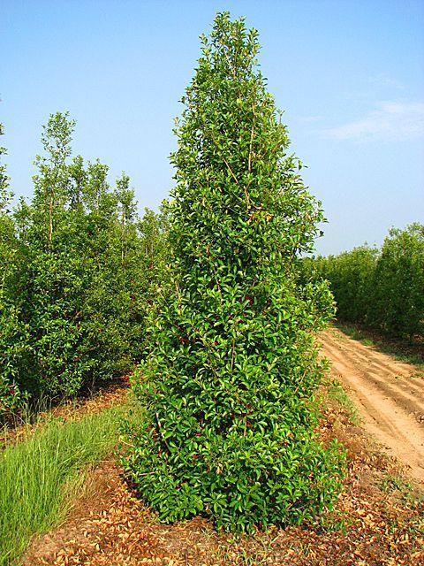Ilex x attenuata ''Savannah'' - Holly from Gilmore Plants