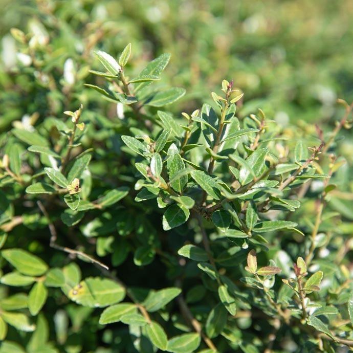 Ilex vomitoria ''Schillings Dwarf'' - Yaupon Holly from Gilmore Plants