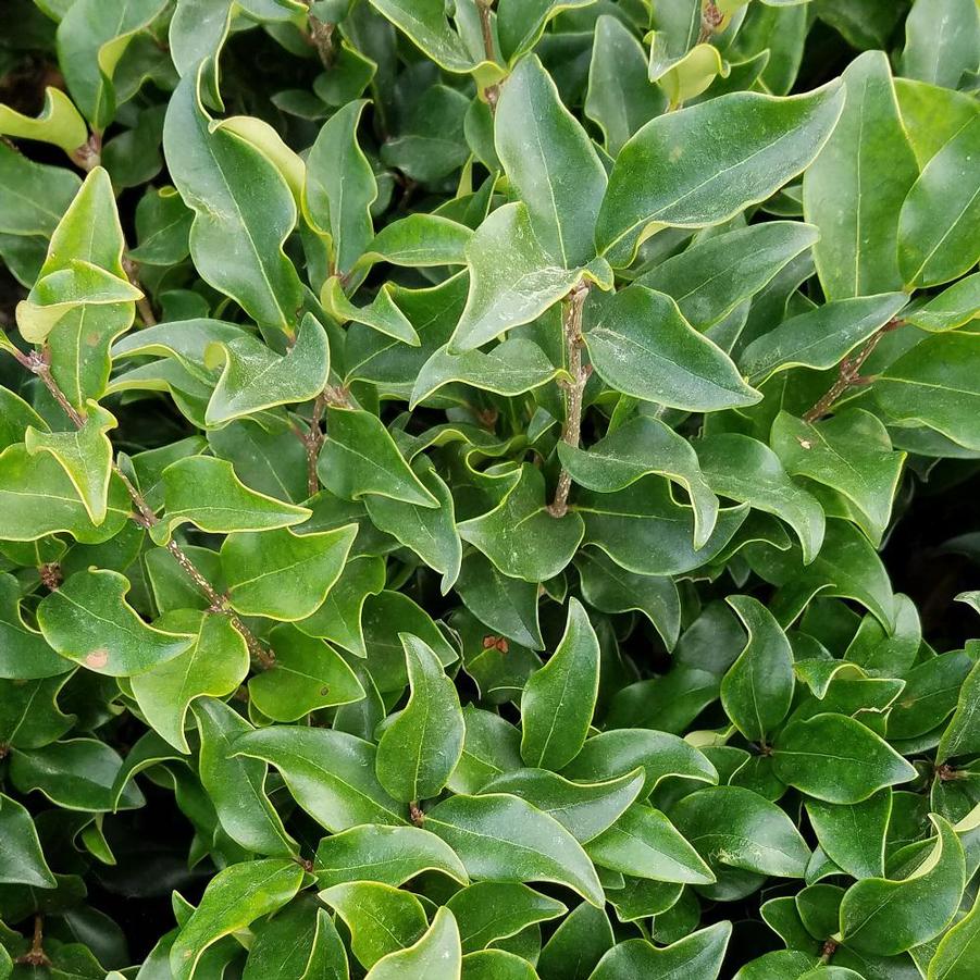 Ligustrum japonicum 'Recurvifolium' - Recurvifolium Ligustrum from Gilmore Plants