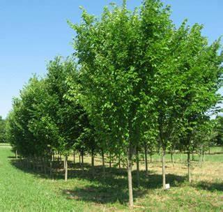 Ulmus americana 'Princeton' - Princeton Elm from Gilmore Plants