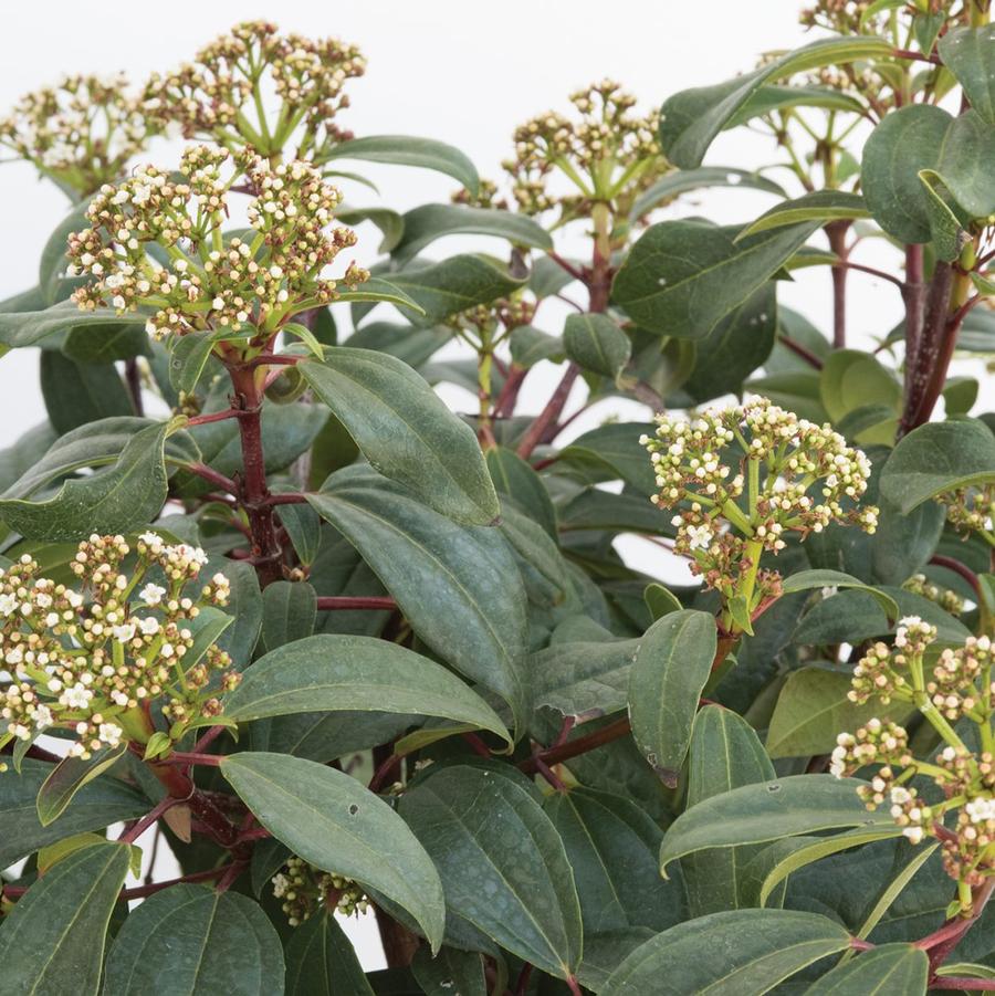 Viburnum x 'sPg-3-024' (PPAF) - Moonlit Lace® Viburnum from Gilmore Plants