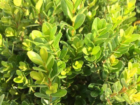 Buxus microphylla 'Gregem' PP21159 'Baby Gem™ Boxwood' - Baby Gem™ Boxwood from Gilmore Plants