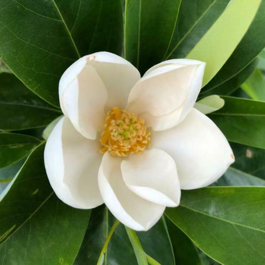 Magnolia virginiana - Sweetbay Magnolia from Gilmore Plants
