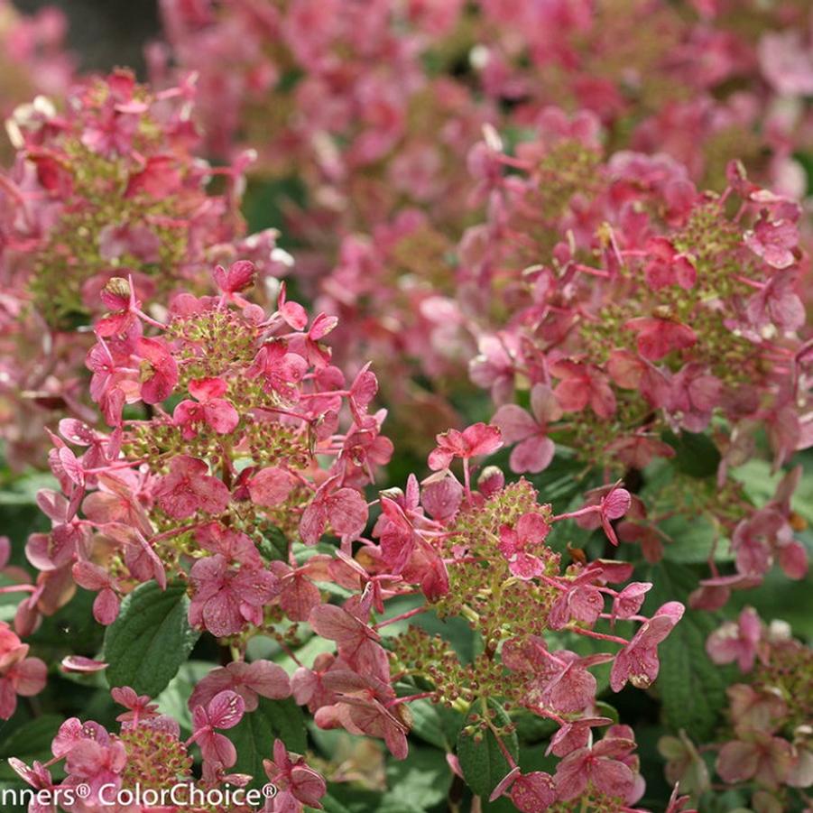 Hydrangea paniculata 'SMHPLQF' PP25136 'Little Quick Fire® Hydrangea' - Little Quick Fire® Hydrangea from Gilmore Plants