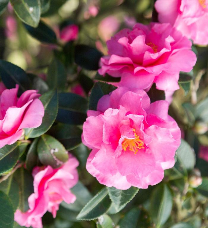 Camellia sasanqua Alabama Beauty&trade;