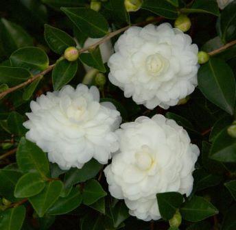 Camellia sasanqua 'Camellia sasanqua 'Green 02-004' PP27553' - October Magic® White Shi-Shi™ Camellia from Gilmore Plants
