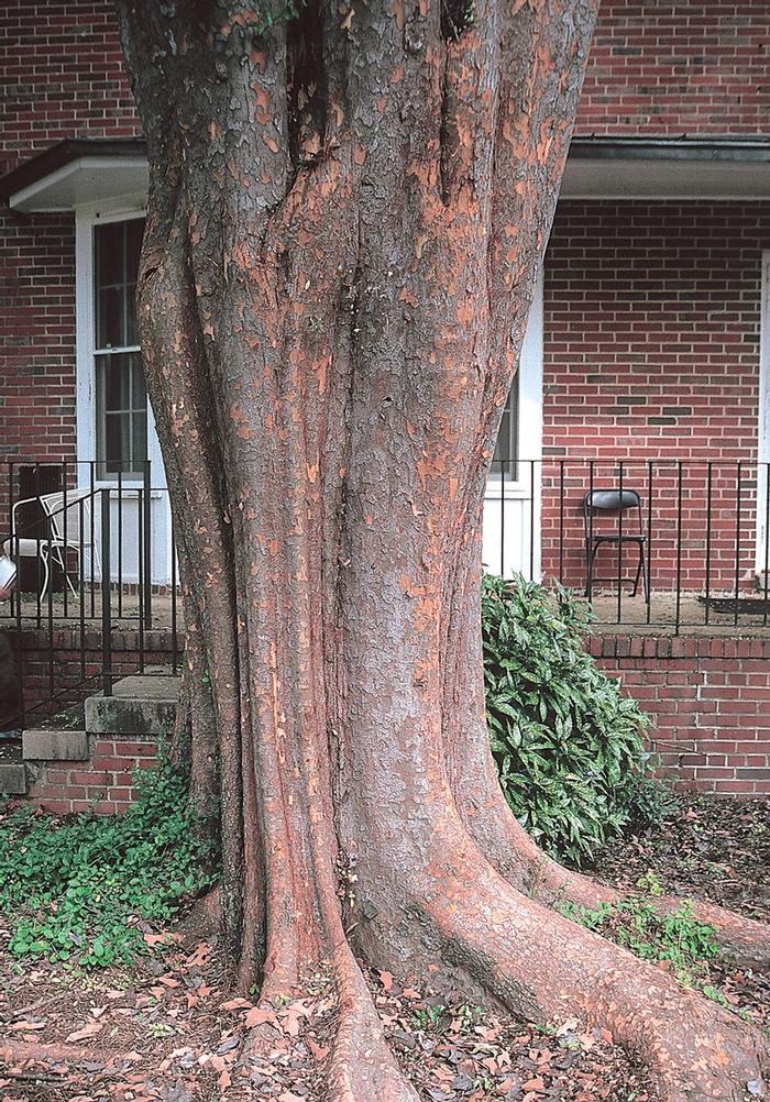 Ulmus parvifolia Allee&reg;