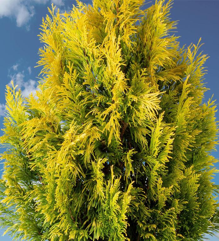 Thuja plicata Forever Goldy