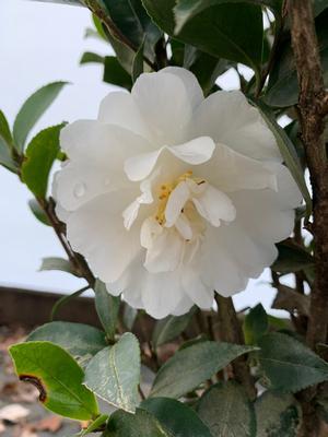 Camellia sasanqua 'Autumn Rocket' - Camellia from Gilmore Plants