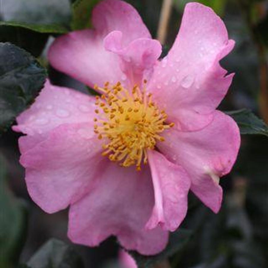 Camellia sasanqua 'Cleopatra' - Camellia from Gilmore Plants