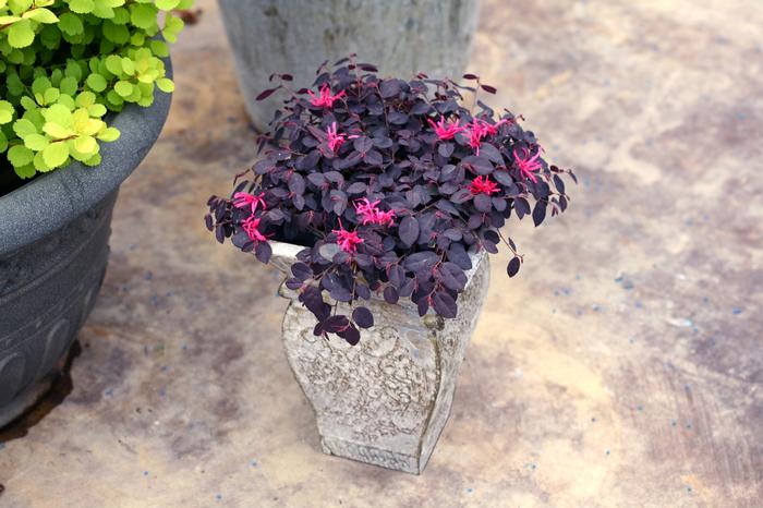 Loropetalum chinense Jazz Hands Mini&reg;