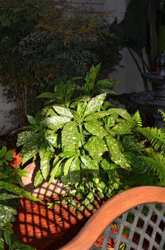 Aucuba japonica Gold Dust