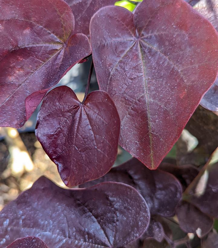 Cercis canadensis 'JN16' 'Black Pearl™' - Eastern Redbud from Gilmore Plants