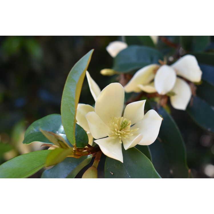 Magnolia figo 'Serendipity' - Serendipity Banana Shrub from Gilmore Plants