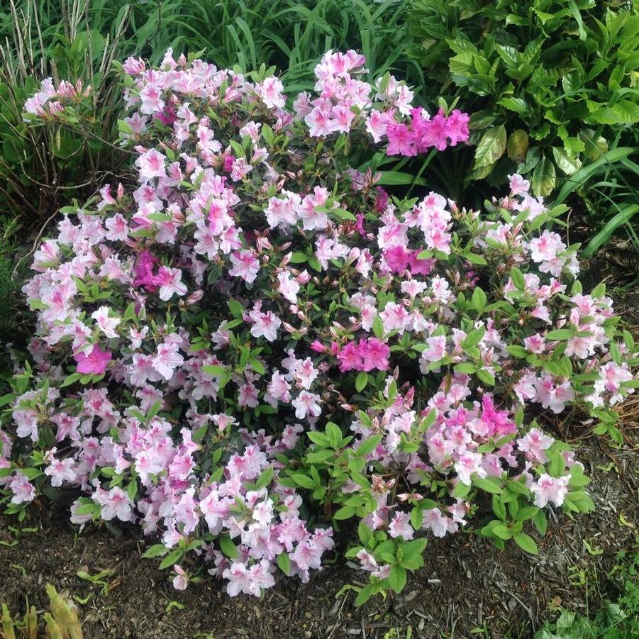 Rhododendron Hybrid 'Conlep' PP12133 'Autumn Twist® Encore Azalea' - Autumn Twist® Encore Azalea from Gilmore Plants