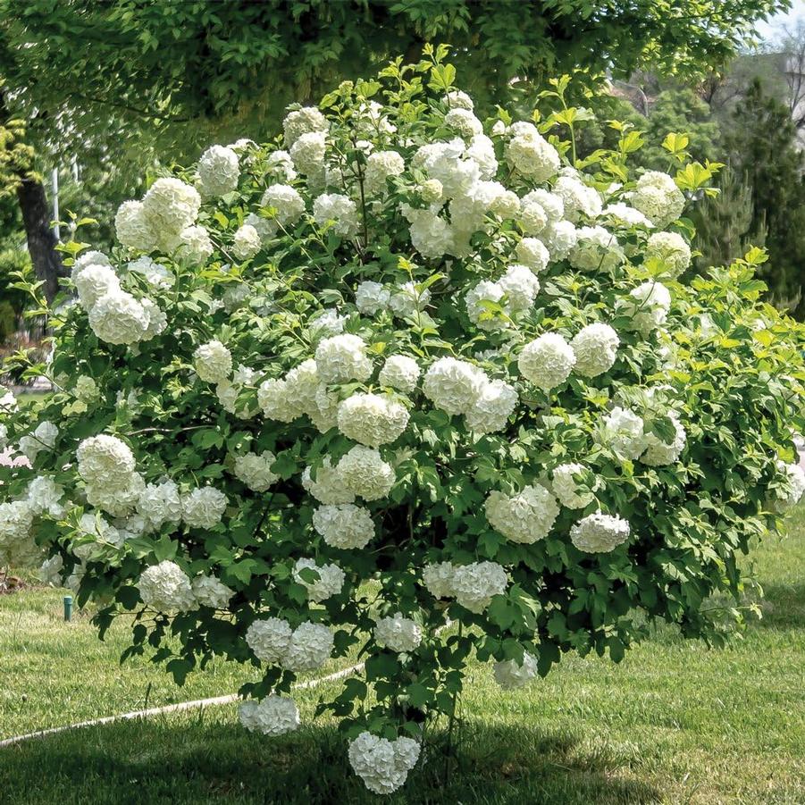 Viburnum opulus 'Roseum' - Snowball Viburnum from Gilmore Plants
