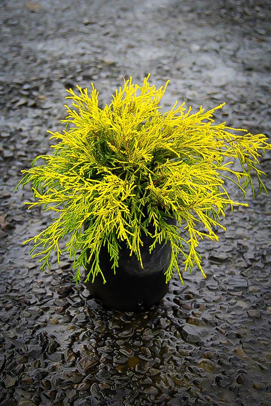 Chamaecyparis pisifera ''King's Gold'' - King's Gold False Cypress from Gilmore Plants