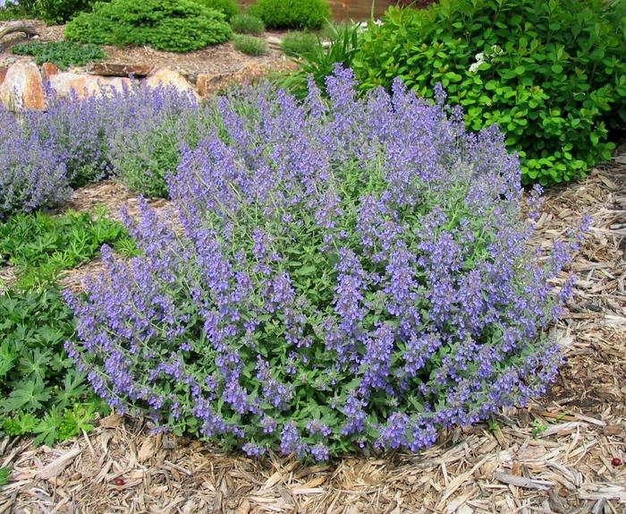 Nepeta x faassenii 'Novanepjun' - Junior Walker Catmint from Gilmore Plants