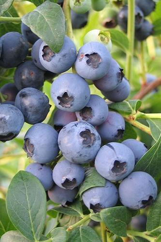 Vaccinium corymbosum ''Suziblue'' - Blueberry from Gilmore Plants