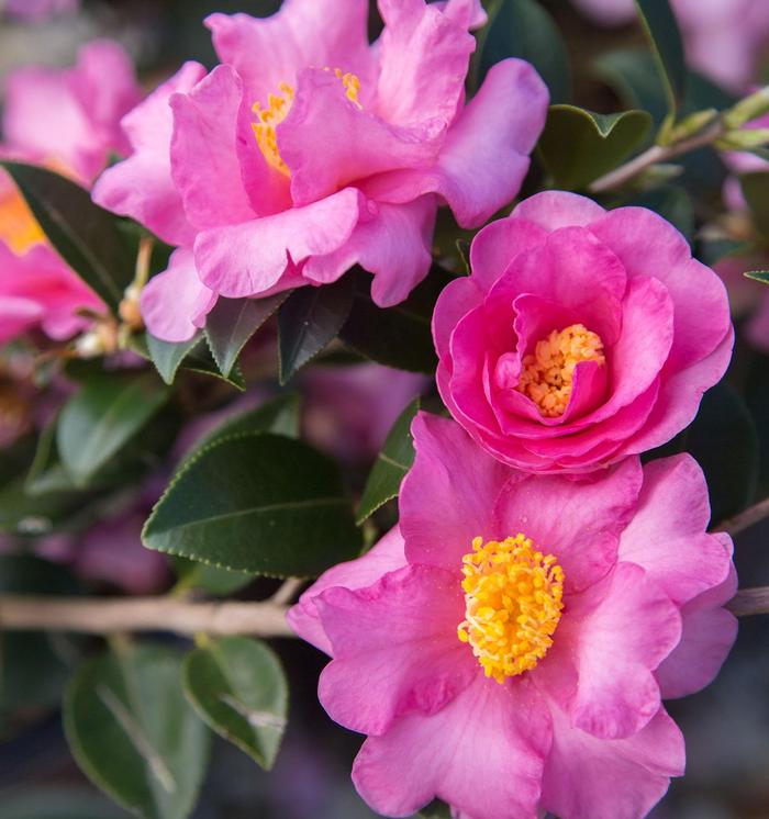 Camellia sasanqua Jessica's Ruffles&trade;