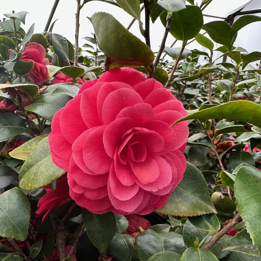 Camellia japonica 'Early Autumn' - Early Autumn Camellia from Gilmore Plants