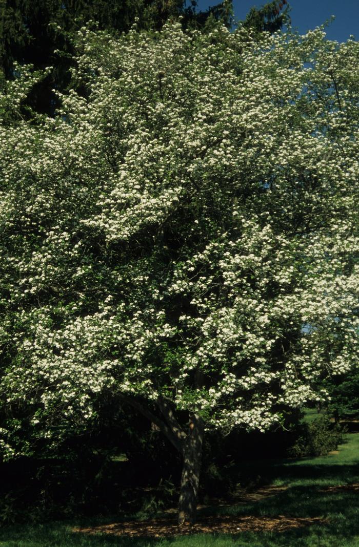Crataegus viridis Winter King